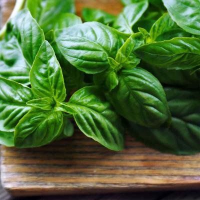 Basil